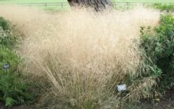 Tufted Hair Grass (Deschampsia Cespitosa) - 1 Gallon Pot -Garden Plants Shop deschampsia cespitosa tufted hair grass 12