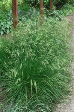 Tufted Hair Grass (Deschampsia Cespitosa) - 1 Gallon Pot -Garden Plants Shop deschampsia cespitosa tufted hair grass 4