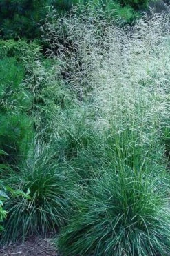 Tufted Hair Grass (Deschampsia Cespitosa) - 1 Gallon Pot -Garden Plants Shop deschampsia cespitosa tufted hair grass 6