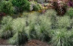 Tufted Hair Grass (Deschampsia Cespitosa) - 1 Gallon Pot -Garden Plants Shop deschampsia cespitosa tufted hair grass 7