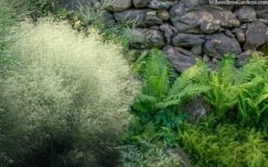Tufted Hair Grass (Deschampsia Cespitosa) - 1 Gallon Pot -Garden Plants Shop deschampsia cespitosa tufted hair grass 9