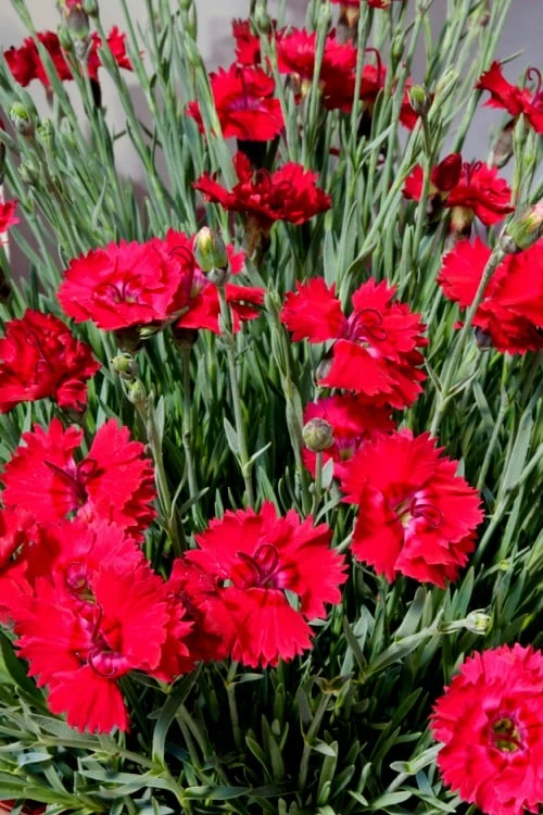 Fire Star Dianthus (Carnation) - 1 Gallon Pot 7 Fire Star Dianthus (Carnation) - 1 Gallon Pot - Image 5