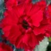 Fire Star Dianthus (Carnation) - 1 Gallon Pot 2 Fire Star Dianthus (Carnation) - 1 Gallon Pot -Garden Plants Shop dianthus fire star cottage pinks 100