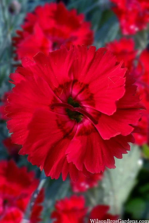 Fire Star Dianthus (Carnation) - 1 Gallon Pot 3 Fire Star Dianthus (Carnation) - 1 Gallon Pot