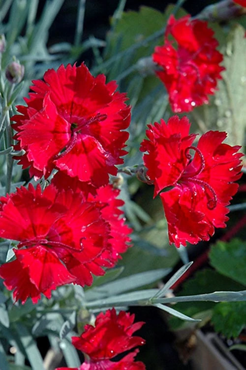 Fire Star Dianthus (Carnation) - 1 Gallon Pot 6 Fire Star Dianthus (Carnation) - 1 Gallon Pot - Image 4