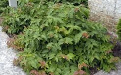 Dwarf Bush Honeysuckle (Diervilla Lonicera) - 1 Gallon Pot -Garden Plants Shop diervilla lonicera dwarf bush honeysuckle 4