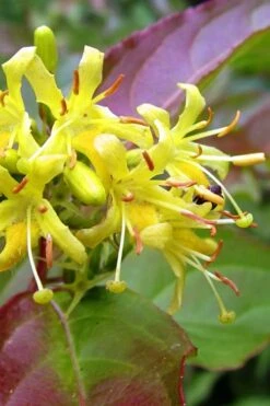 Dwarf Bush Honeysuckle (Diervilla Lonicera) - 1 Gallon Pot