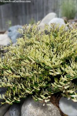 Spring Frost Distylium - 5 Pack Of Quart Pots