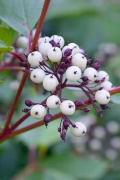 Red Osier Red Twig Dogwood (Cornus Sericea) - 2 Gallon Pot -Garden Plants Shop dogwood red osier 500x750 1