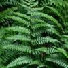 Champions Wood Fern (Dryopteris Championii) - 1 Gallon Pot -Garden Plants Shop dryopteris championii champions wood fern 1