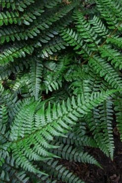 Champions Wood Fern (Dryopteris Championii) - 1 Gallon Pot -Garden Plants Shop dryopteris championii champions wood fern 7