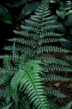Champions Wood Fern (Dryopteris Championii) - 1 Gallon Pot -Garden Plants Shop dryopteris championii champions wood fern 8