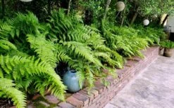 Autumn Brilliance Fern (Dryopteris Erythrosora) - 3 Gallon -Garden Plants Shop dryopteris erythrosora autumn brilliance fern 10