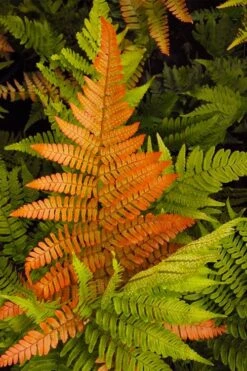 Autumn Brilliance Fern (Dryopteris Erythrosora) - 3 Gallon -Garden Plants Shop dryopteris erythrosora autumn brilliance fern 2