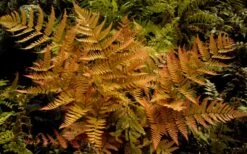 Autumn Brilliance Fern (Dryopteris Erythrosora) - 3 Gallon -Garden Plants Shop dryopteris erythrosora autumn brilliance fern 3