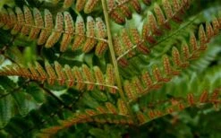 Autumn Brilliance Fern (Dryopteris Erythrosora) - 3 Gallon -Garden Plants Shop dryopteris erythrosora autumn brilliance fern 4