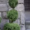 Poodle Tier Dwarf Alberta Spruce Topiary - 2 Gallon Pot -Garden Plants Shop dwarf alberta spruce 3 ball poodle tier 12