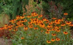 Tiki Torch Orange Coneflower (Echinacea) - 1 Gallon Pot -Garden Plants Shop echinacea tiki torch coneflower 10
