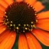 Tiki Torch Orange Coneflower (Echinacea) - 1 Gallon Pot -Garden Plants Shop echinacea tiki torch coneflower 11