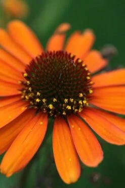 Tiki Torch Orange Coneflower (Echinacea) - 1 Gallon Pot -Garden Plants Shop echinacea tiki torch coneflower 12