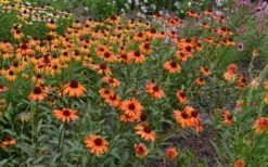 Tiki Torch Orange Coneflower (Echinacea) - 1 Gallon Pot -Garden Plants Shop echinacea tiki torch coneflower 13