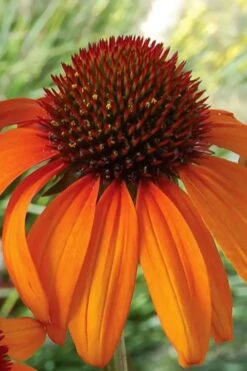 Tiki Torch Orange Coneflower (Echinacea) - 1 Gallon Pot -Garden Plants Shop echinacea tiki torch coneflower 14