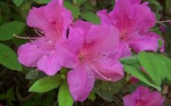 Autumn Amethyst Encore Azalea - 3 Gallon Pot -Garden Plants Shop encore azalea amethyst 1