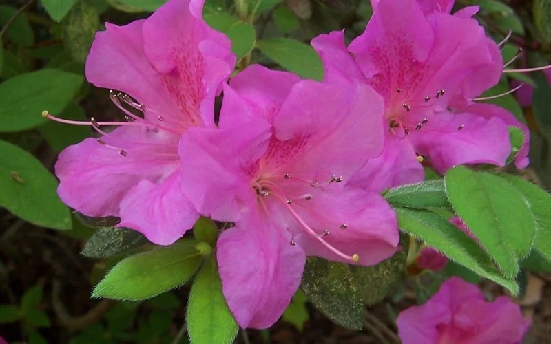 Autumn Amethyst Encore Azalea - 1 Gallon Pot 7 Autumn Amethyst Encore Azalea - 1 Gallon Pot - Image 5