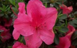 Autumn Carnival Encore Azalea - 3 Gallon Pot -Garden Plants Shop encore azalea autumn carnival
