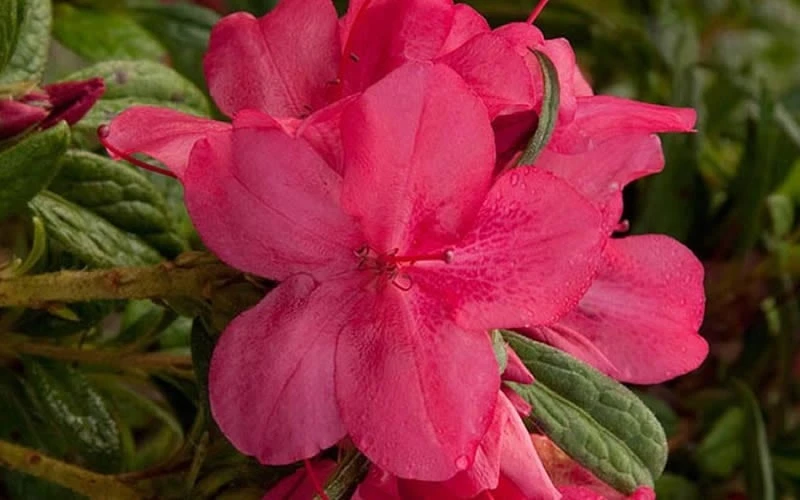 Autumn Jewel Encore Azalea - 6 Pack Of 1 Gallon Pots 6 Autumn Jewel Encore Azalea - 6 Pack Of 1 Gallon Pots - Image 4