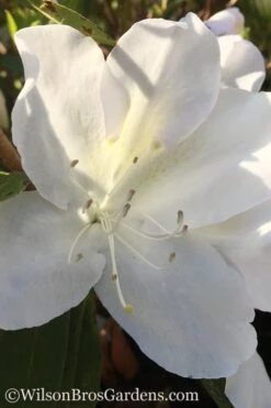Autumn Lily Encore Azalea - 2 Gallon Pot