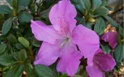 Autumn Lilac Encore Azalea - 3 Gallon Pot -Garden Plants Shop encore azalea autumnlilac