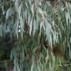 Angus Cold Hardy Eucalyptus Tree (Eucalyptus Nicholii) - 1 Gallon Pot 1 Angus Cold Hardy Eucalyptus Tree (Eucalyptus Nicholii) - 1 Gallon Pot -Garden Plants Shop eucalyoptus nicholii angus 1 1