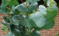 Big O Cold Hardy Eucalyptus Tree (Eucalyptus Neglecta) - 5 Gallon Pot (5-6') -Garden Plants Shop eucalyptus bigo leaves 1
