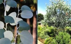Mappa Tassie Cold Hardy Eucalyptus Tree (Eucalyptus Pauciflora) - 1 Gallon Pot 12 Mappa Tassie Cold Hardy Eucalyptus Tree (Eucalyptus Pauciflora) - 1 Gallon Pot -Garden Plants Shop eucalyptus mappa tassie combo