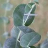 Big O Cold Hardy Eucalyptus Tree (Eucalyptus Neglecta) - 5 Gallon Pot (4-5') 1 Big O Cold Hardy Eucalyptus Tree (Eucalyptus Neglecta) - 5 Gallon Pot (4-5') -Garden Plants Shop eucalyptus neglecta big 0 1