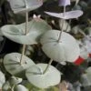 Luna Cold Hardy Eucalyptus Tree (Eucalyptus Perriniana) - 2 Gallon Pot -Garden Plants Shop eucalyptus perreniana luna 1 1