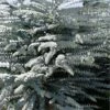 Bluey Cold Hardy Eucalyptus Tree (Eucalyptus Pulverulenta) - Quart Pot -Garden Plants Shop eucalyptus pulverulenta bluey 1