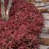 Purple Wintercreeper (Euonymus Fortunei 'Coloratus') - 36 Pack Of Pint Pots 1 Purple Wintercreeper (Euonymus Fortunei 'Coloratus') - 36 Pack Of Pint Pots -Garden Plants Shop euonymus fortunei coloratus purple wintercreeper 8