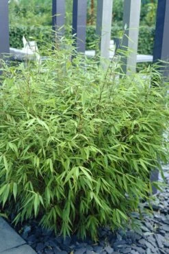 Sunset Glow Clumping Bamboo (Fargesia Rufa) - 3 Gallon Pot 15 Sunset Glow Clumping Bamboo (Fargesia Rufa) - 3 Gallon Pot -Garden Plants Shop fargesia rufa sunset glow clumping bamboo 1