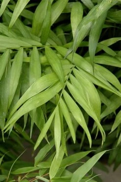 Sunset Glow Clumping Bamboo (Fargesia Rufa) - 3 Gallon Pot 13 Sunset Glow Clumping Bamboo (Fargesia Rufa) - 3 Gallon Pot -Garden Plants Shop fargesia rufa sunset glow clumping bamboo 2