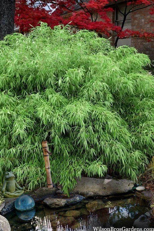 Sunset Glow Clumping Bamboo (Fargesia Rufa) - 3 Gallon Pot 3 Sunset Glow Clumping Bamboo (Fargesia Rufa) - 3 Gallon Pot
