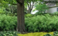 Sunset Glow Clumping Bamboo (Fargesia Rufa) - 3 Gallon Pot 12 Sunset Glow Clumping Bamboo (Fargesia Rufa) - 3 Gallon Pot -Garden Plants Shop fargesia rufa sunset glow clumping bamboo 9