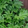Fatsia Japonica - Japanese Aralia - Glossy Paper Plant - 3 Gallon Pot -Garden Plants Shop fatsia Japanese Aralia 1 500x750 1
