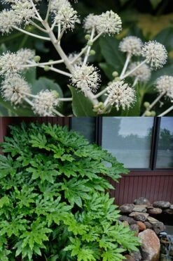 Fatsia Japonica - Japanese Aralia - Glossy Paper Plant - 3 Gallon Pot -Garden Plants Shop fatsia Japanese Aralia 2 500x750 1