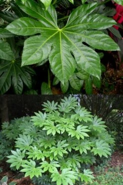 Fatsia Japonica - Japanese Aralia - Glossy Paper Plant - 3 Gallon Pot -Garden Plants Shop fatsia Japanese Aralia 500x750 1