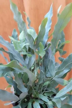 Blue Star Fern - 1 Gallon Pot 11 Blue Star Fern - 1 Gallon Pot -Garden Plants Shop fern blue star 500x750 1