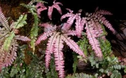 Rosy Pink Maidenhair Fern (Adiantum Hispidulum) - 1 Gallon Pot -Garden Plants Shop fern rosy maidenhair fern 3