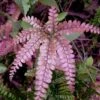 Rosy Pink Maidenhair Fern (Adiantum Hispidulum) - 1 Gallon Pot -Garden Plants Shop fern rosy maidenhair fern 4