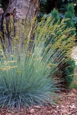 Blue Fescue Grass (Festuca Glauca) - 5 Pack Of Quart Pots -Garden Plants Shop festuca glauca blue fescue grass 13